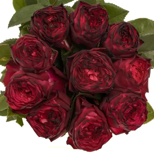 Rose Freiland dunkel rot/lila Romantic Nostalgie 50cm