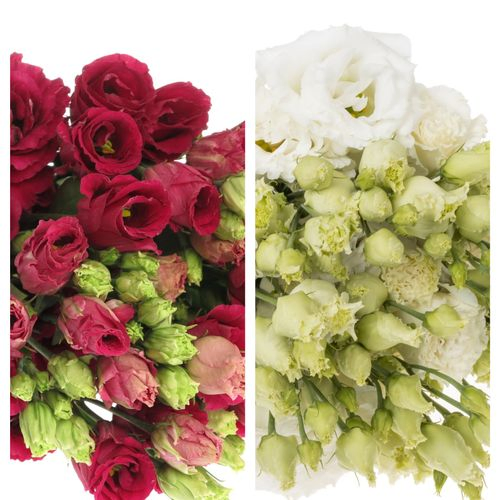 Lisianthus rot+weiss Weihnachtsangebot 70cm