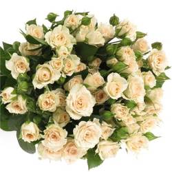 Rose verzweigt creme Gracia 5+Blüte 50cm