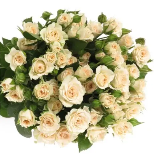 Rose verzweigt creme Gracia 5+Blüte 50cm