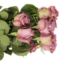 Rosa dunkel lila/lila Govinda 50cm
