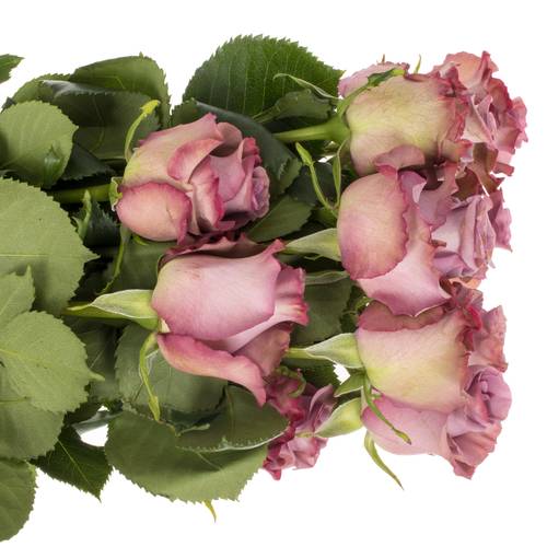 Rosa dunkel lila/lila Govinda 50cm