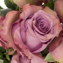 Rosa dunkel lila/lila Govinda 50cm