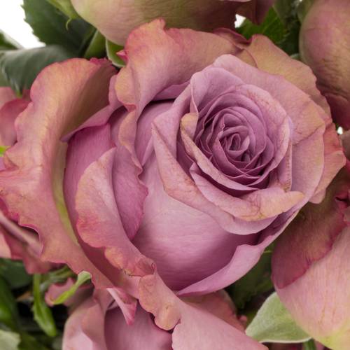 Rosa dunkel lila/lila Govinda 50cm
