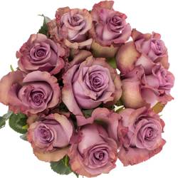 Rosa dunkel lila/lila Govinda 50cm
