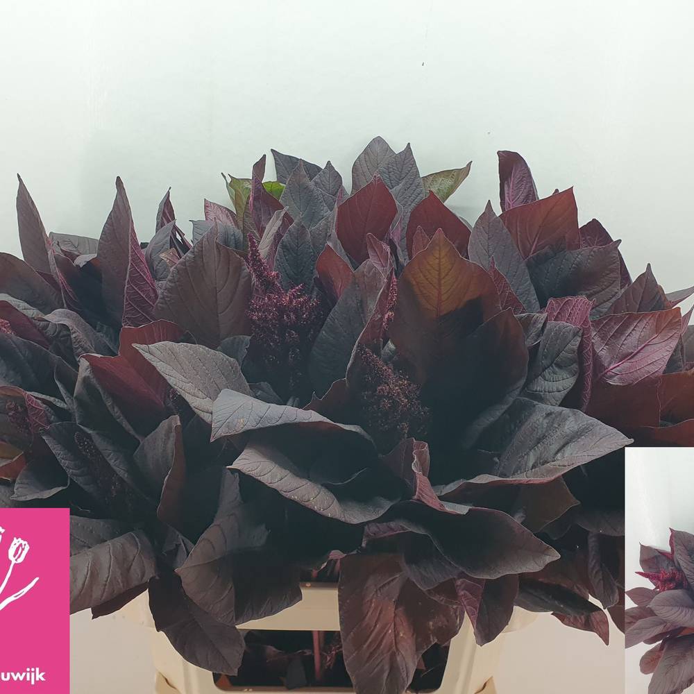 Amaranthus weinrot Velvet 80cm