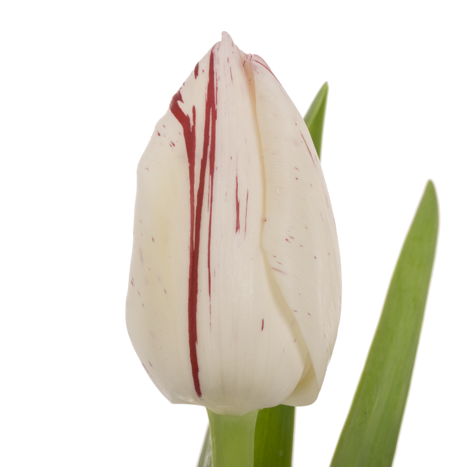 Tulpe Rot/weiss One direction Coas Tulip 40 Gramm