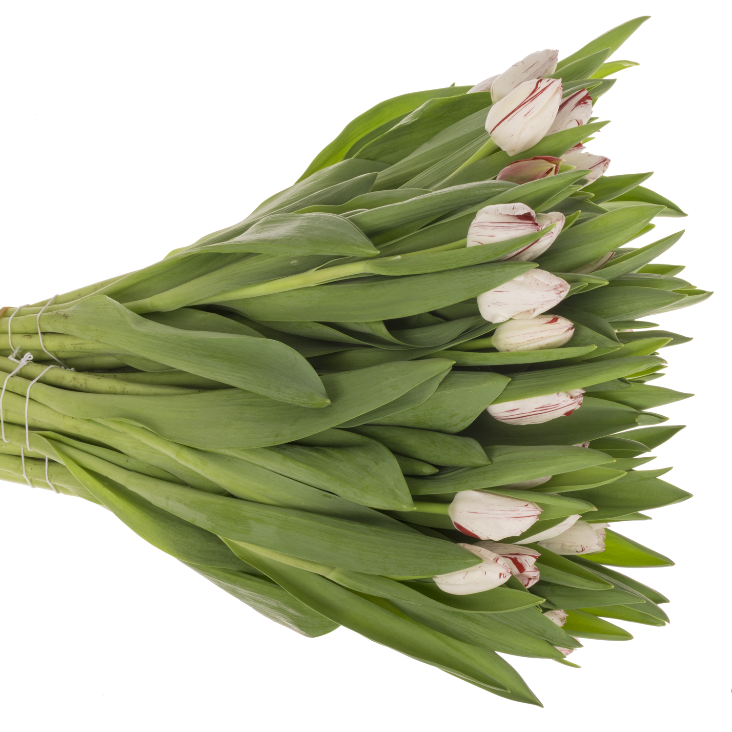 Tulpe Rot/weiss One direction Coas Tulip 40 Gramm