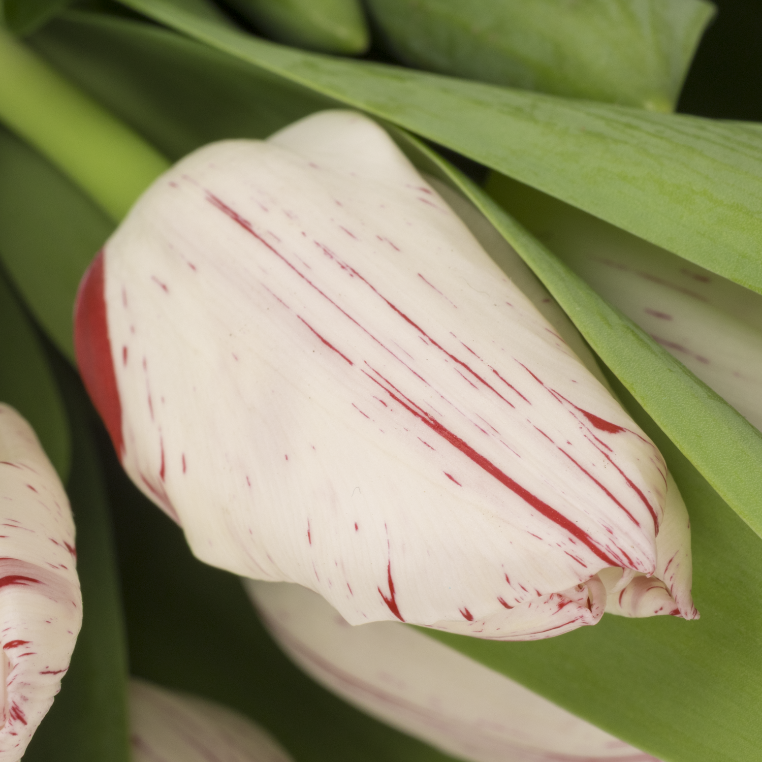 Tulpe Rot/weiss One direction Coas Tulip 40 Gramm