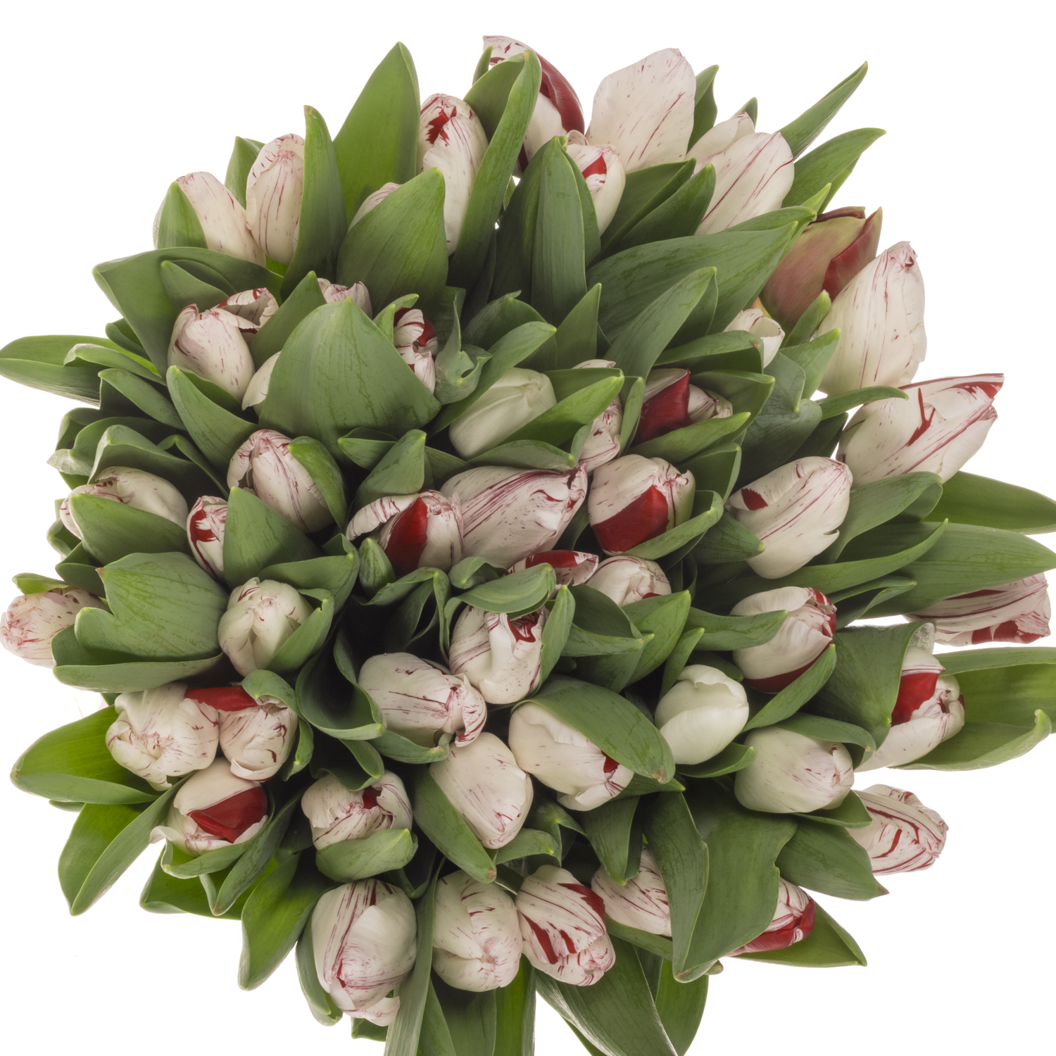 Tulpe Rot/weiss One direction Coas Tulip 40 Gramm