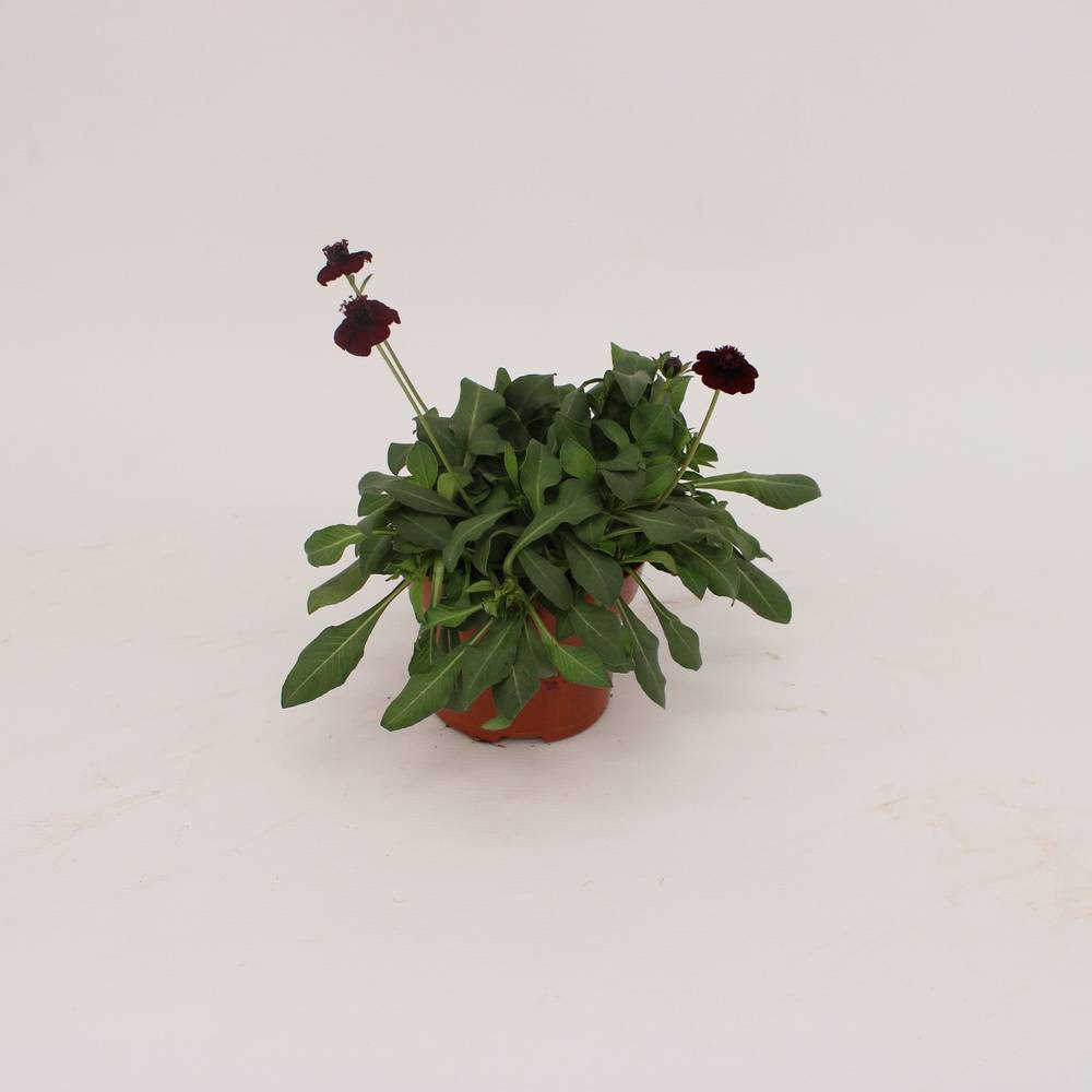 Cosmos Chocomocha dunkelbraun T13 H25