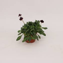 Cosmos Chocomocha dunkelbraun T13 H25