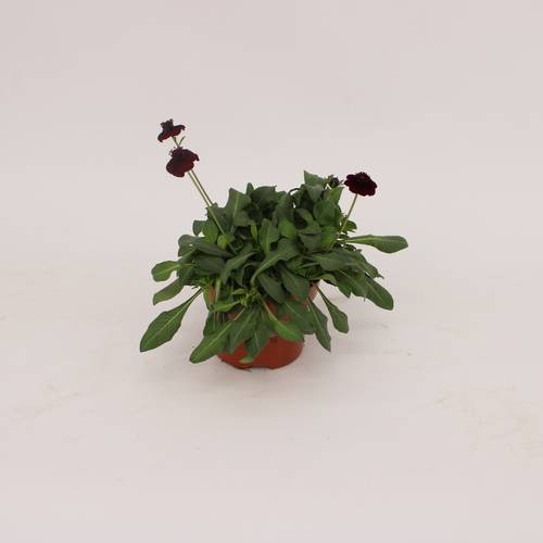 Cosmos Chocomocha dunkelbraun T13 H25