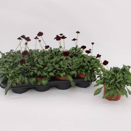 Cosmos Chocomocha dunkelbraun T13 H25