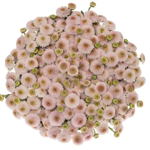 Santini hell rosa-rosa Williams Pink 1200 Gramm 55cm