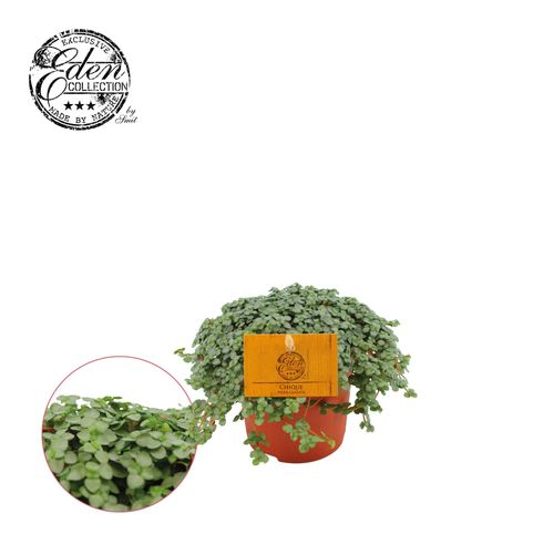 Pilea Glauca Eden T10,5 H15