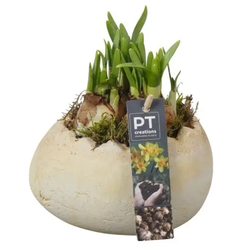 Narzis.Arr PTNP4473 Ostern T16 H016