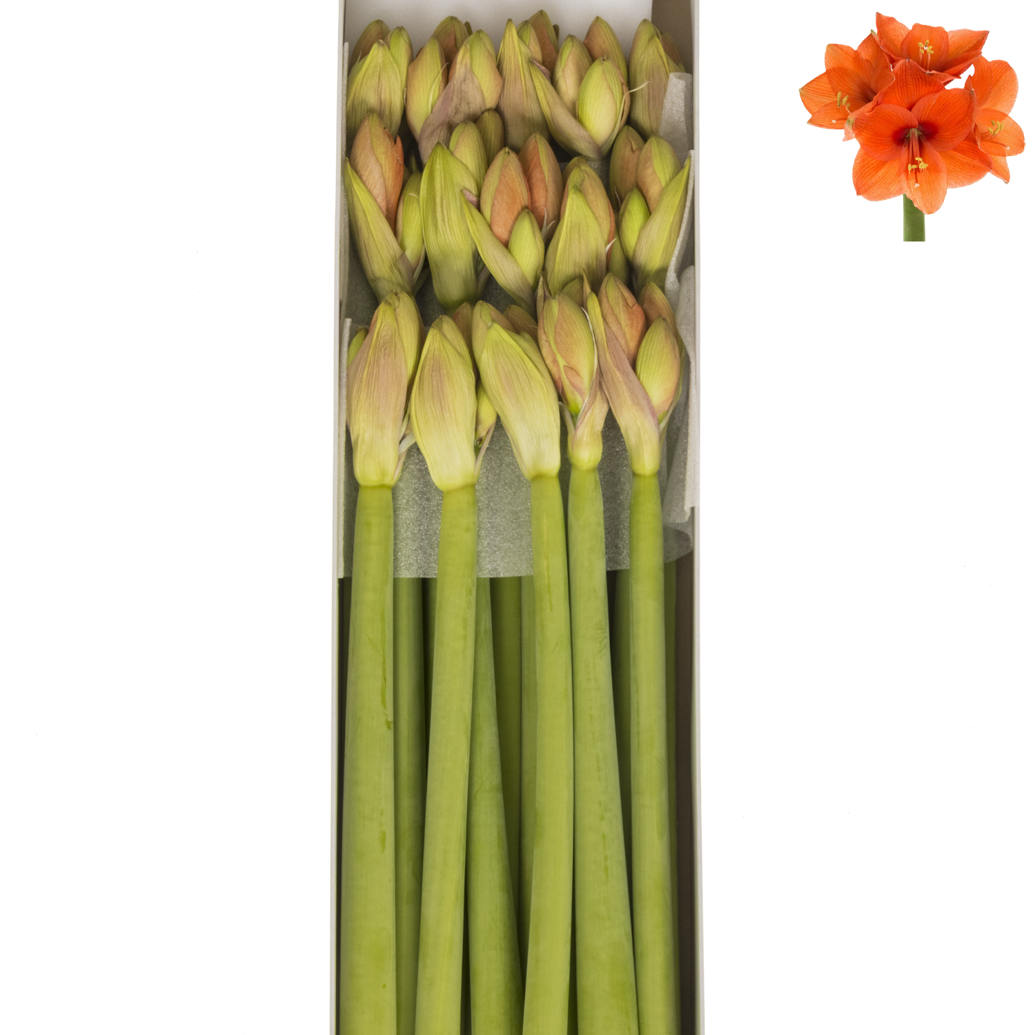 Amaryllis Krt.orange Naranja X15