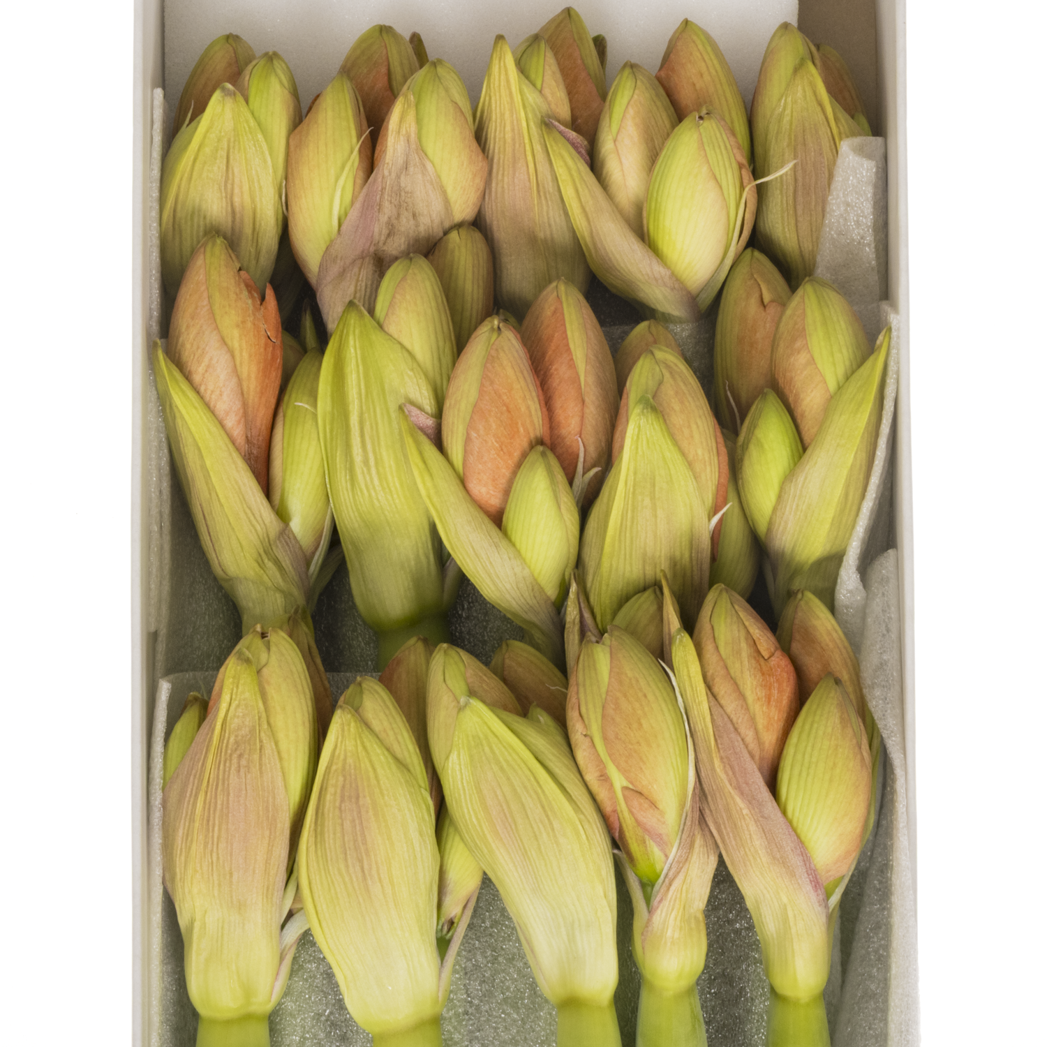 Amaryllis Krt.orange Naranja X15