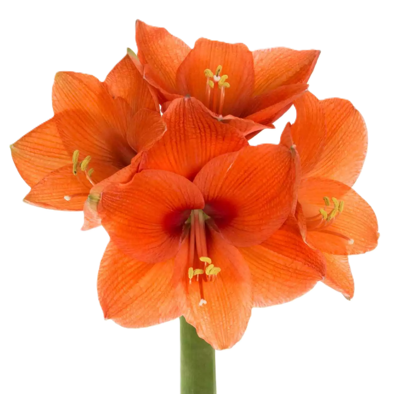 Amaryllis Krt.orange Naranja X15