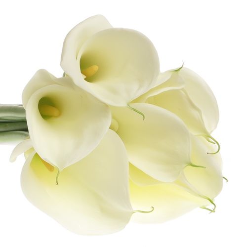 Calla creme/weiss Highwood Gross Blutig 70cm (Calla ) | Heyl ...