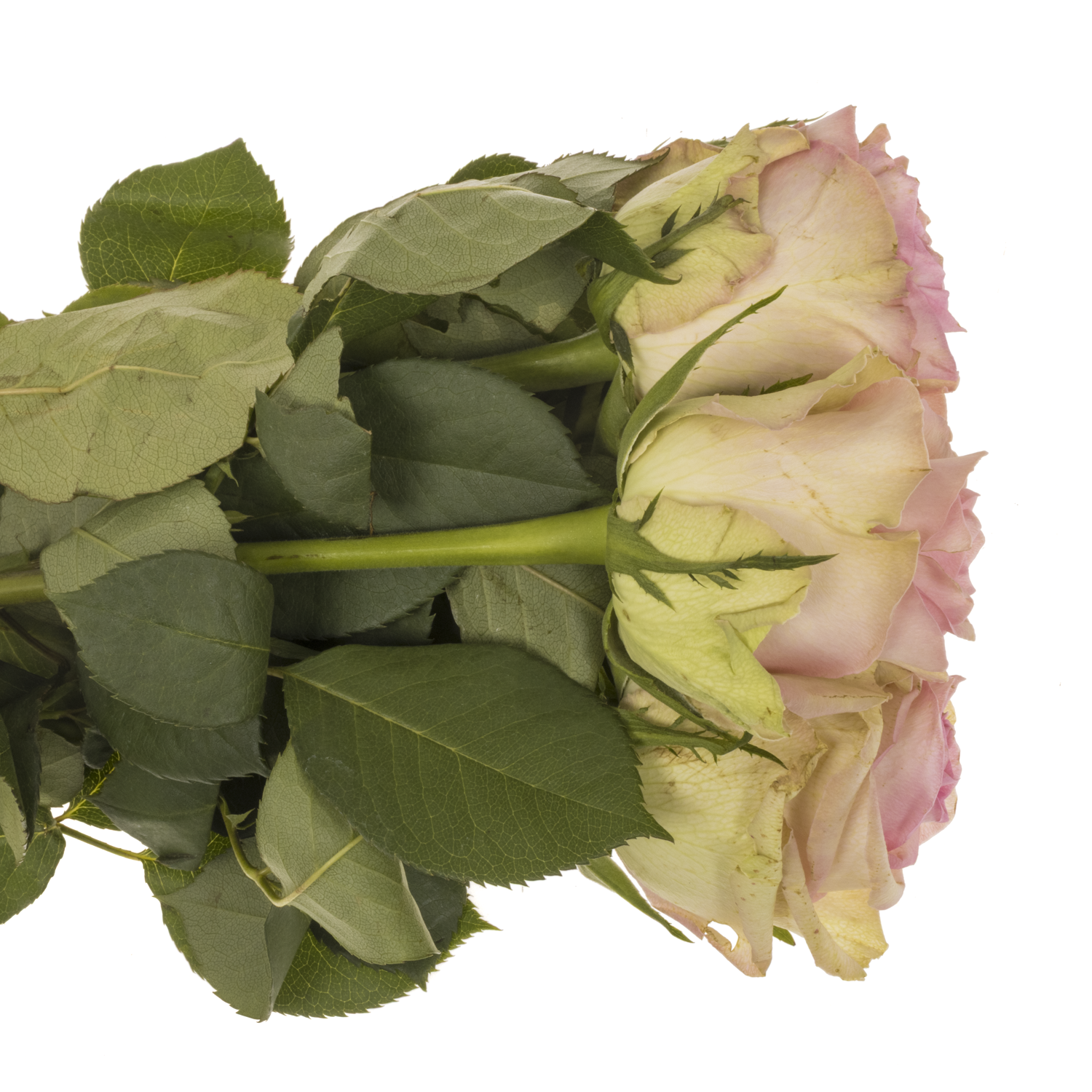 Rose rosa/apricot Brigitte bardot 70cm