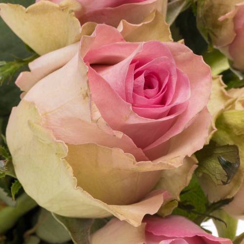 Rose rosa/apricot Brigitte bardot 70cm