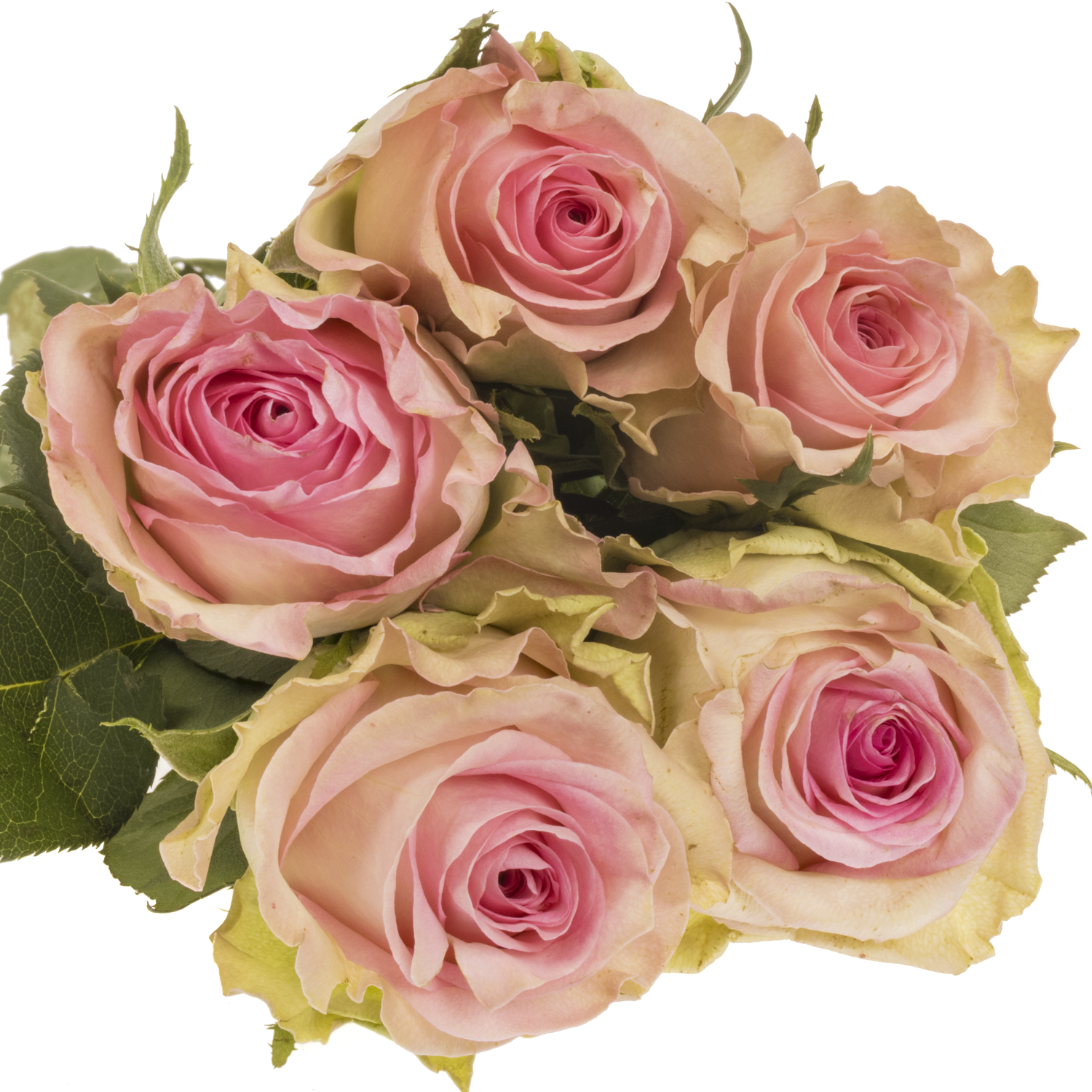 Rose rosa/apricot Brigitte bardot 70cm