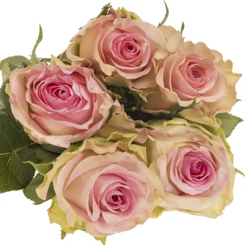 Rose rosa/apricot Brigitte bardot 70cm