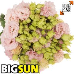 Lisianthus rosa hell Bigsun 5+Blute 70cm