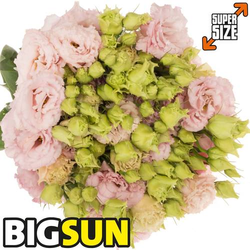 Lisianthus rosa hell Bigsun 5+Blüte 70cm