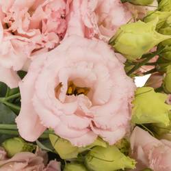 Lisianthus rosa hell Bigsun 5+Blüte 70cm