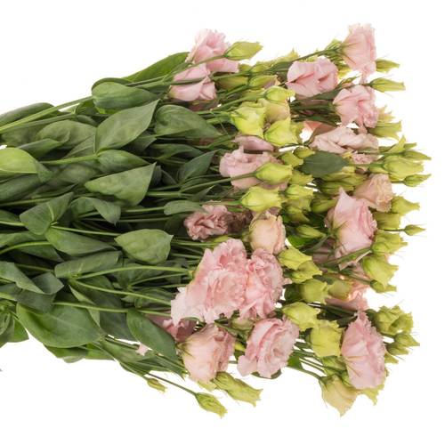 Lisianthus rosa hell Bigsun 5+Blüte 70cm