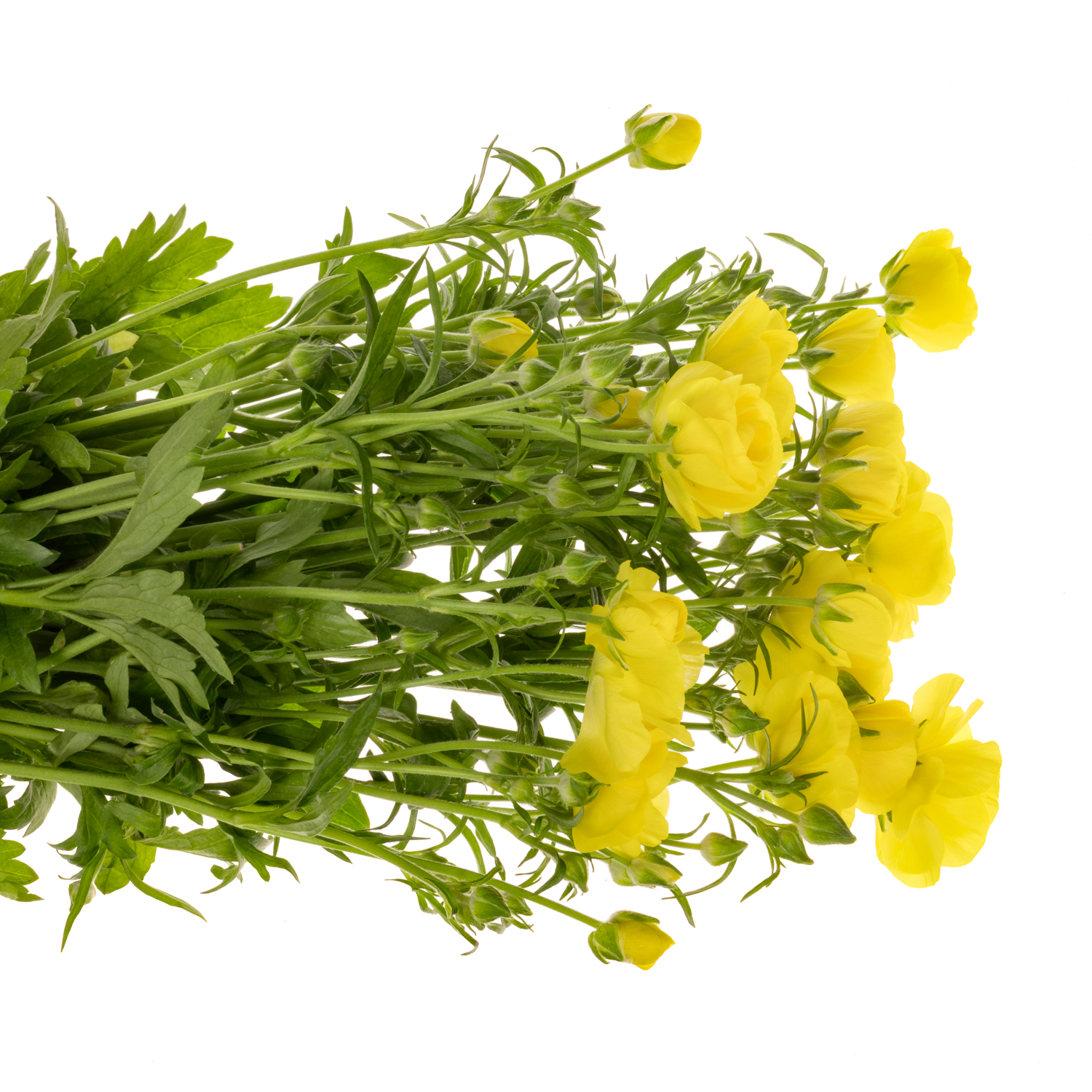 Ranunkel gelb Butterfly Phytalos 60cm