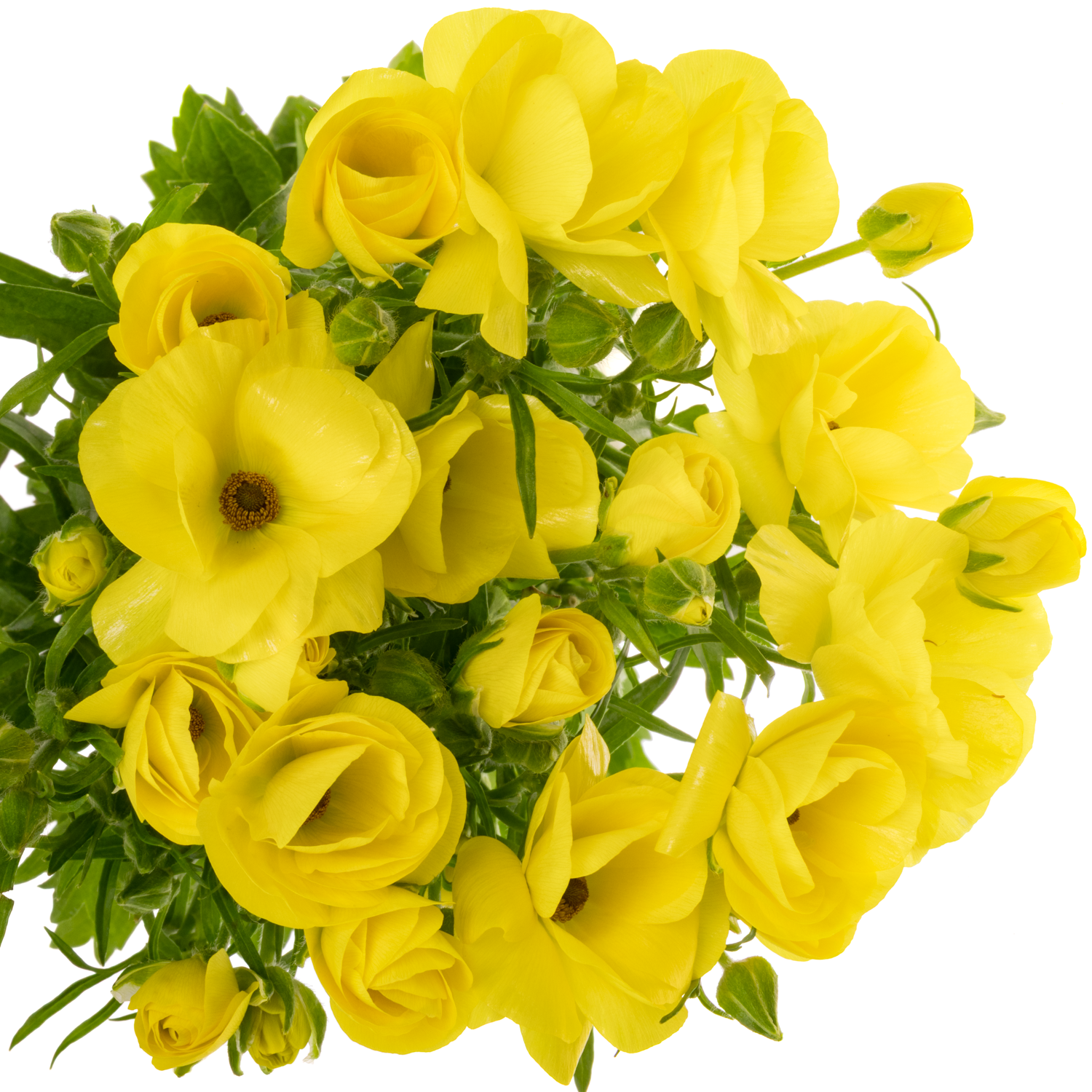 Ranunkel gelb Butterfly Phytalos 60cm