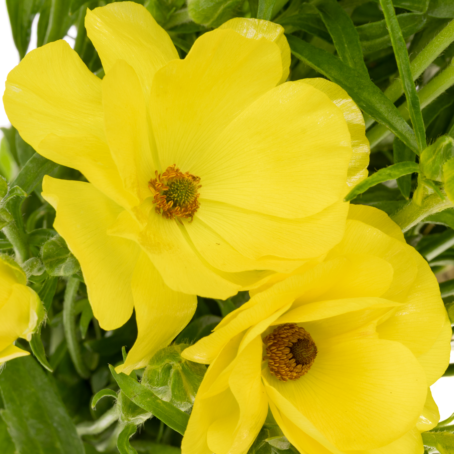 Ranunkel gelb Butterfly Phytalos 60cm