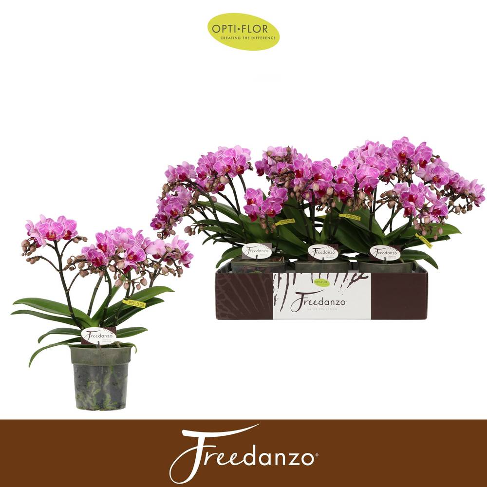 Phal.3-R hell rosa Freedanzo Robin T12 H035