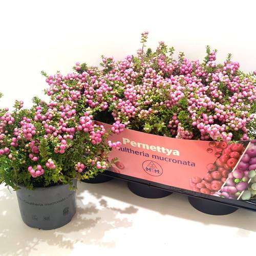Pernettya rosa T17 H25