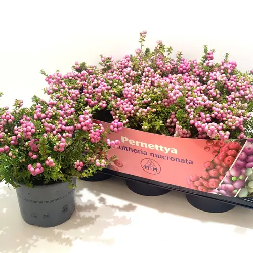 Pernettya rosa T17 H25