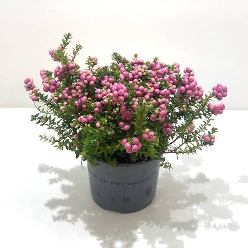 Pernettya rosa T17 H25