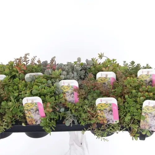 Sedum mix T12 H020