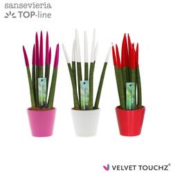 Sansevieria mix Velvet Touchz in Love Keramik T08,5 H033