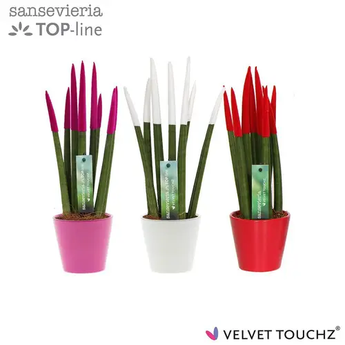Sansevieria mix Velvet Touchz in Love Keramik T08,5 H033