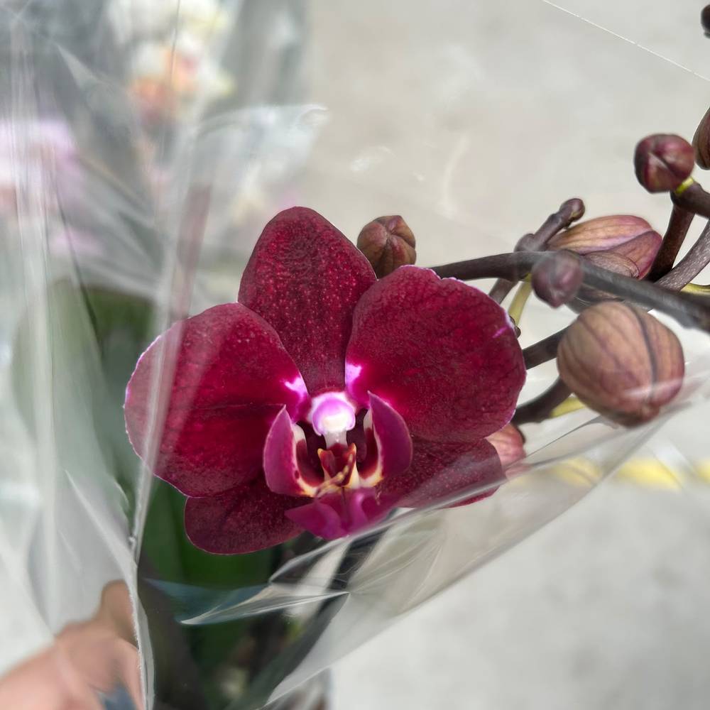 Phal.2-R rot Exclusief T09 H040