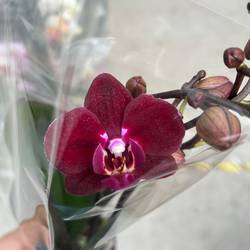 Phal.2-R rot Exclusief T09 H040