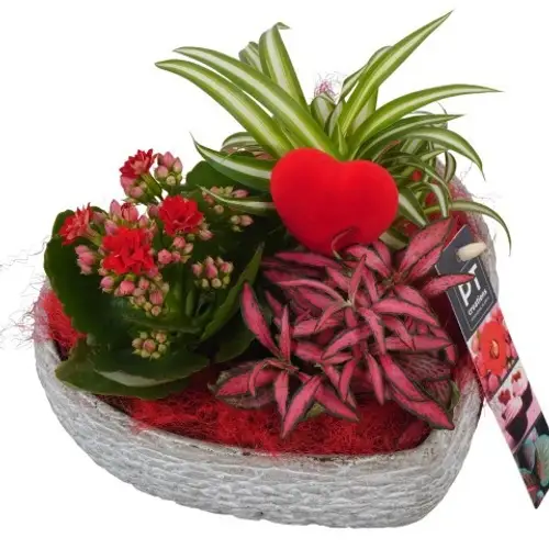 Kal.Arr PTVMB2288 T18 H016