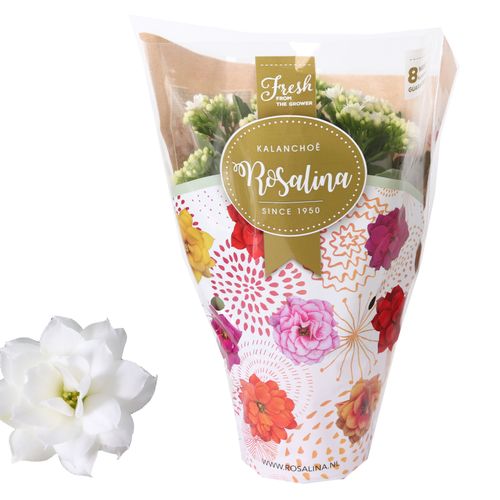 Kalanchoe Gef. weiss T12 H027