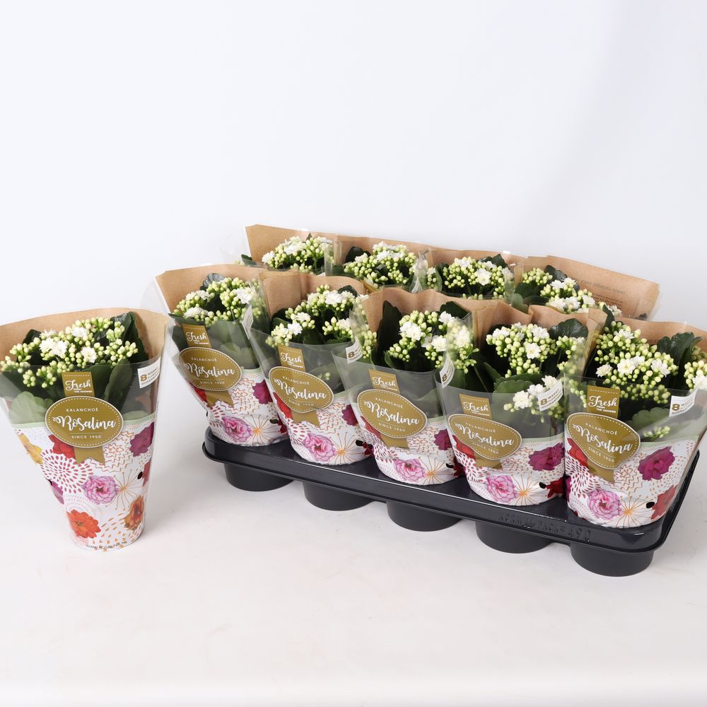 Kalanchoe Gef. weiss T12 H027