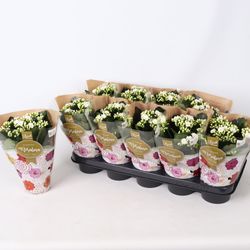 Kalanchoe Gef. weiss T12 H027