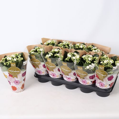 Kalanchoe Gef. weiss T12 H027